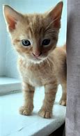 Image result for 2 Month Old Kitten