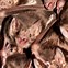 Image result for Vampire Bat Wings