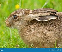 Image result for Brown Hare Face Images