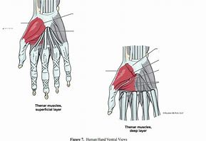 Image result for Ventral Aspect of Wrist