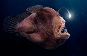 Image result for Fanfin Angler Fish