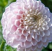 Image result for Pink Pop Dahlia