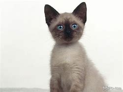 Image result for Gato Siames