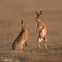 Image result for Award-Winning Brown Hare Photo