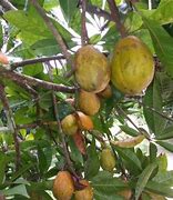 Image result for Buah Mentega