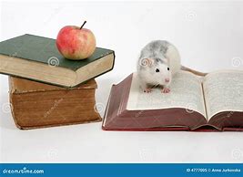 Image result for Reading Rat