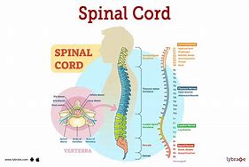 Image result for Spinal DIC Chart