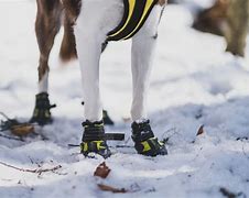 Image result for New York Yankee Dog Boots