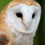 Image result for Barn Owl Wallpaper