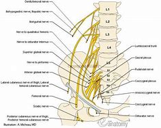 Image result for Prostatic Plexus