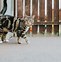 Image result for What Do Tabby Cats Look Like