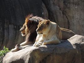 Image result for Lion in Zoo Flickr