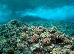 Image result for Hawaiian Snorkeling