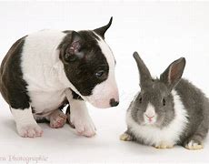 Image result for Bull Terrier Babies