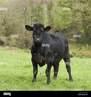 Image result for Aberdeen Angus Cow Goofy