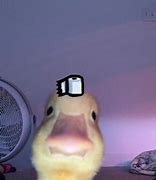 Image result for Duck PFP