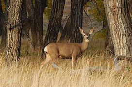 Image result for Mule Deer Food Chain