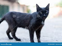 Image result for Stray Black Cat Trash