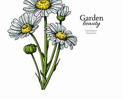 Image result for Hand Drawn Daisy Flower