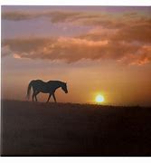 Image result for Beautiful Horse at Sunrise