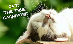 Image result for Cat Carnivore