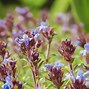 Image result for Orangelo Thyme Free Image