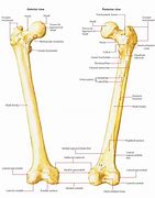 Image result for Vole Femur