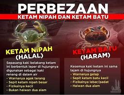 Image result for Ketam Batu vs Ketam Nipah