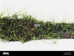 Image result for Log Covered in Moss