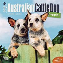 Image result for Cattle Dog Calendar