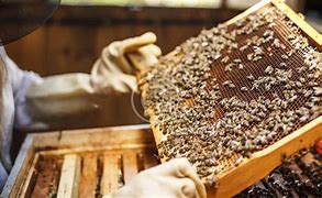 Image result for Honey Beekeeping