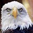 Image result for Eagle Eye Meme