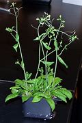 Image result for Arabidopsis Seeds