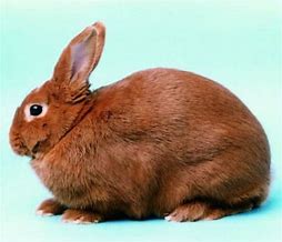 Image result for Pet Bunny Rabbit