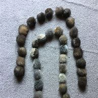 Image result for Possum Fur Scarf