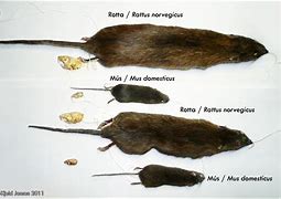 Image result for Mause Vs. Rat