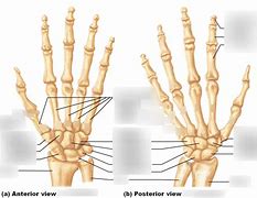 Image result for Manus Region Anatomy