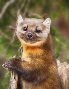 Image result for Pine Marten Weasel