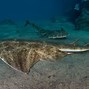 Image result for Angel Shark Species