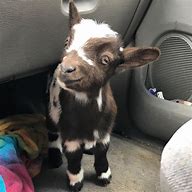 Image result for Little Goat