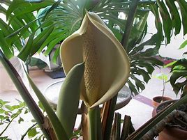 Image result for Cây Monstera