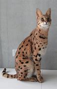 Image result for Serval Cat Mix