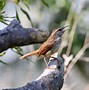 Image result for Backyard Birds Pictures and Names