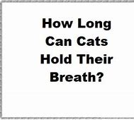 Image result for Cat Holding Breath