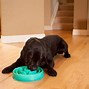 Image result for Zombie Dog Bowls