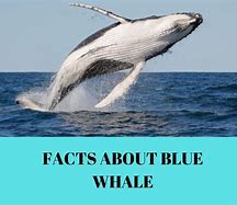 Image result for Whale China