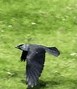 Image result for Crow Animation Pic