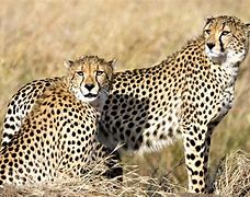 Image result for Cheetahs in the Wild