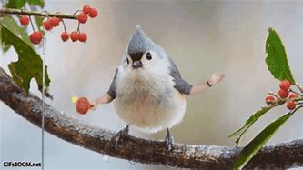 Image result for Funny Birds with Arms