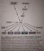 Image result for II MEF Structure